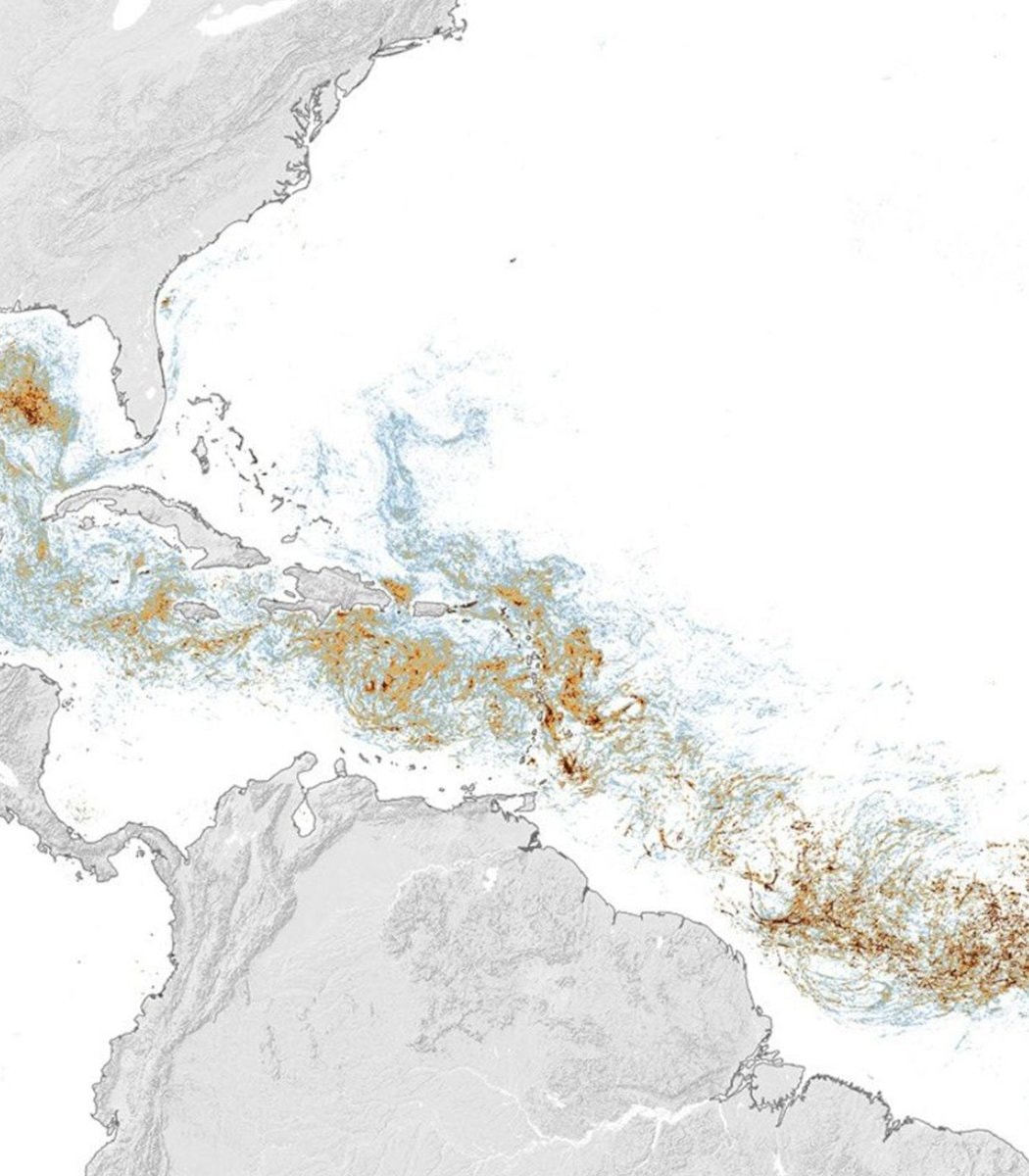 Great Sargassum Belt brown stain