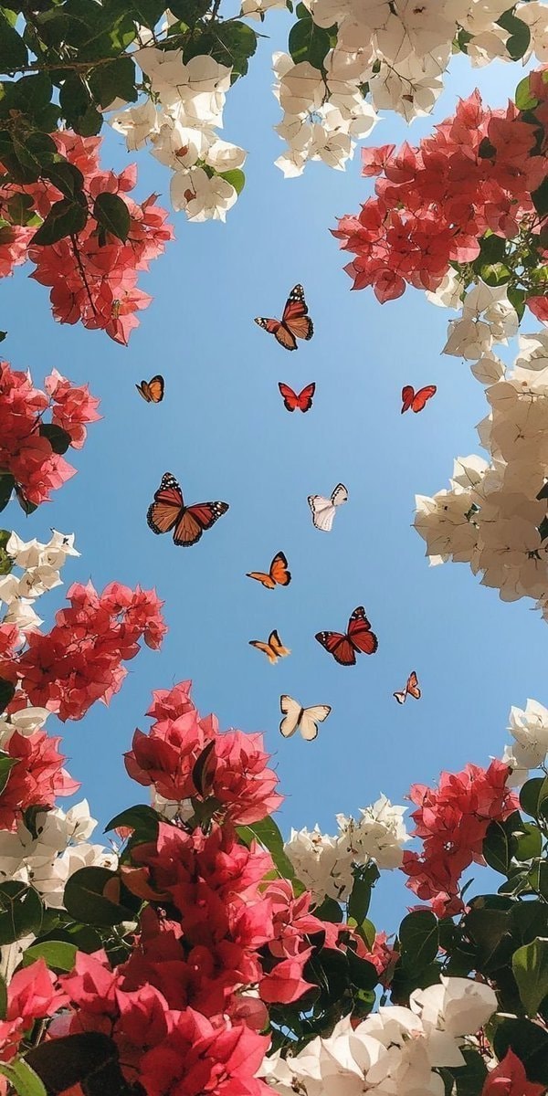 butterflies and bougainvillea flowers