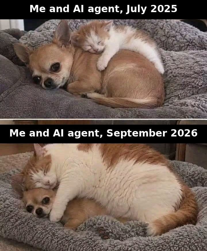 chihuahua and cat meme