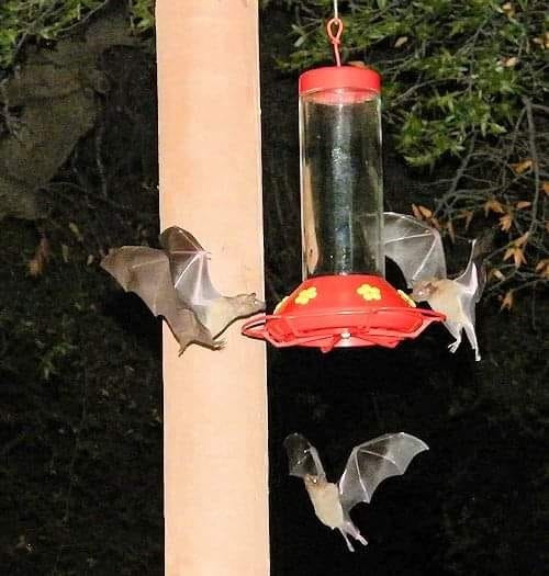 hummingbirds in Halloween costumes hummingbirds in Halloween costumes