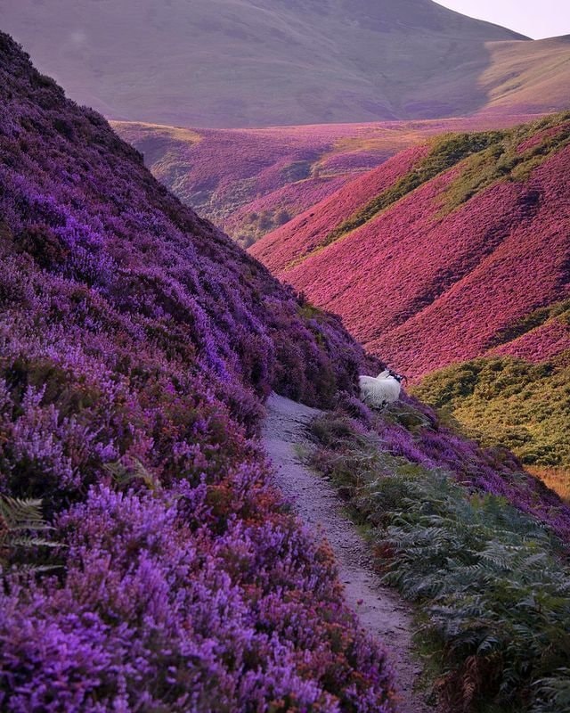 Pentland Hills Scotland