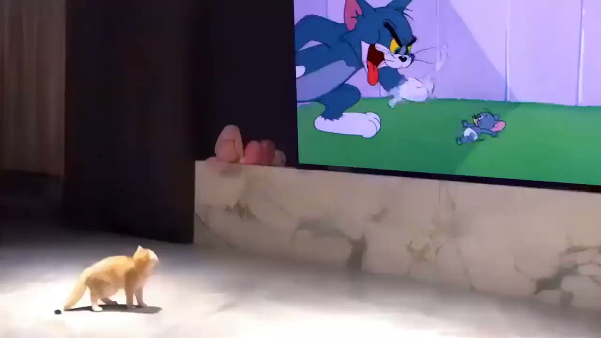 ginger cat watching Tom and Jerry