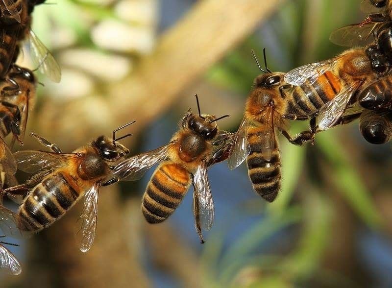 Bees study most important organism