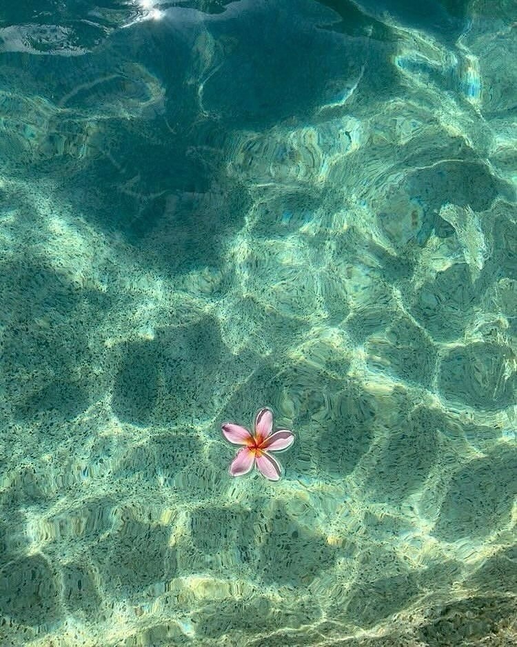 starfish in clear water (photo 2 of 4)