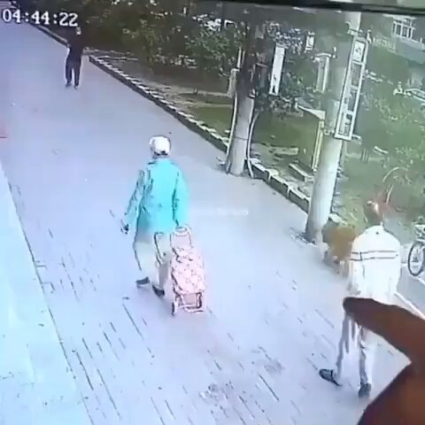 Cat lands on head dog in shoes