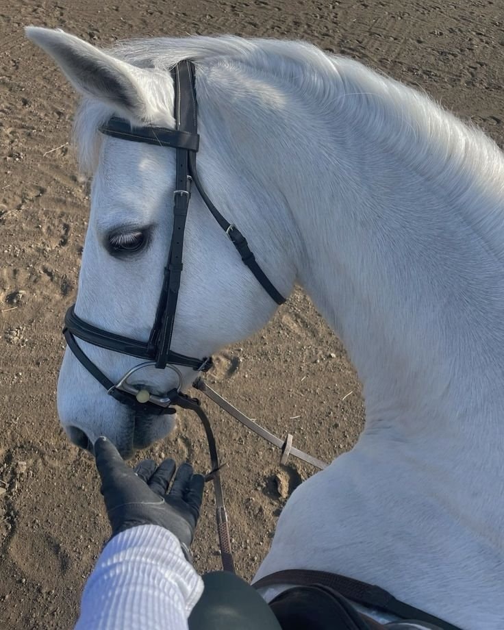 horses wading water rider's hand (photo 3 of 3)