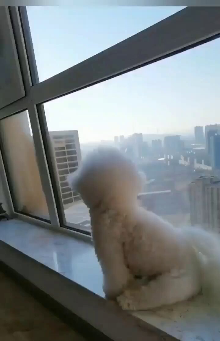 Dog rooster parrot identity crisis