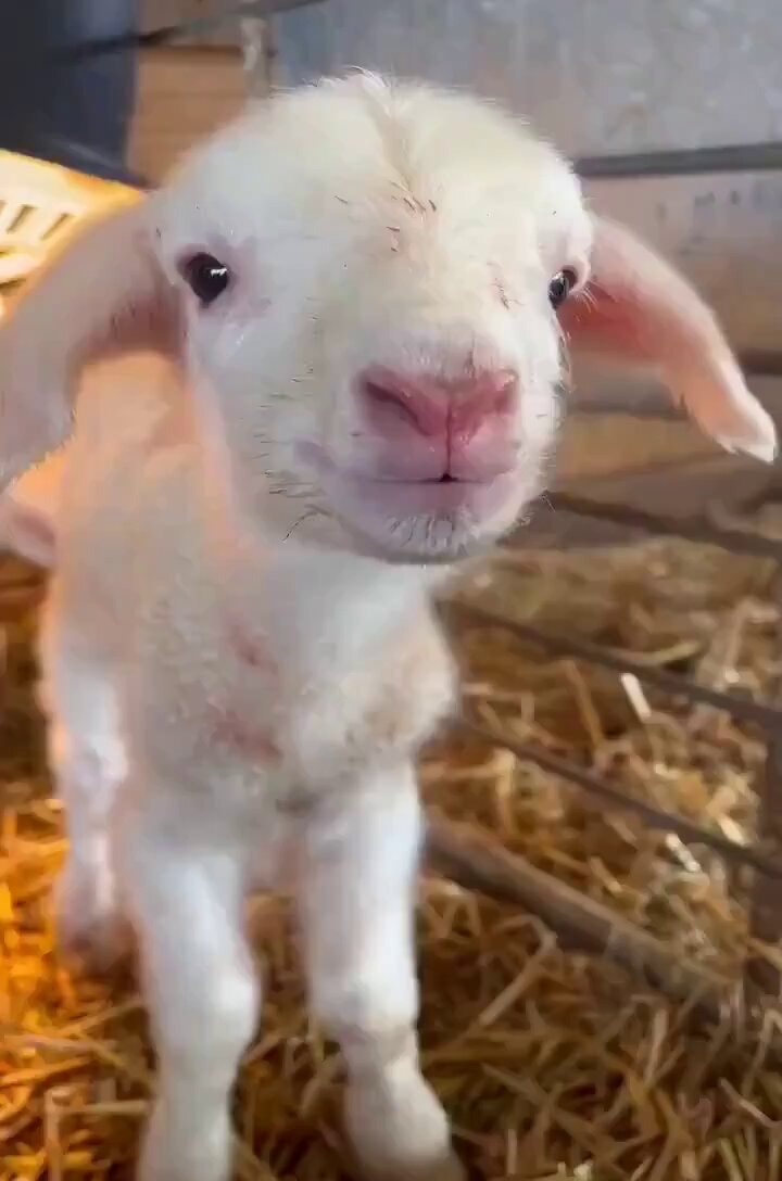 Newborn lamb at 15 minutes old