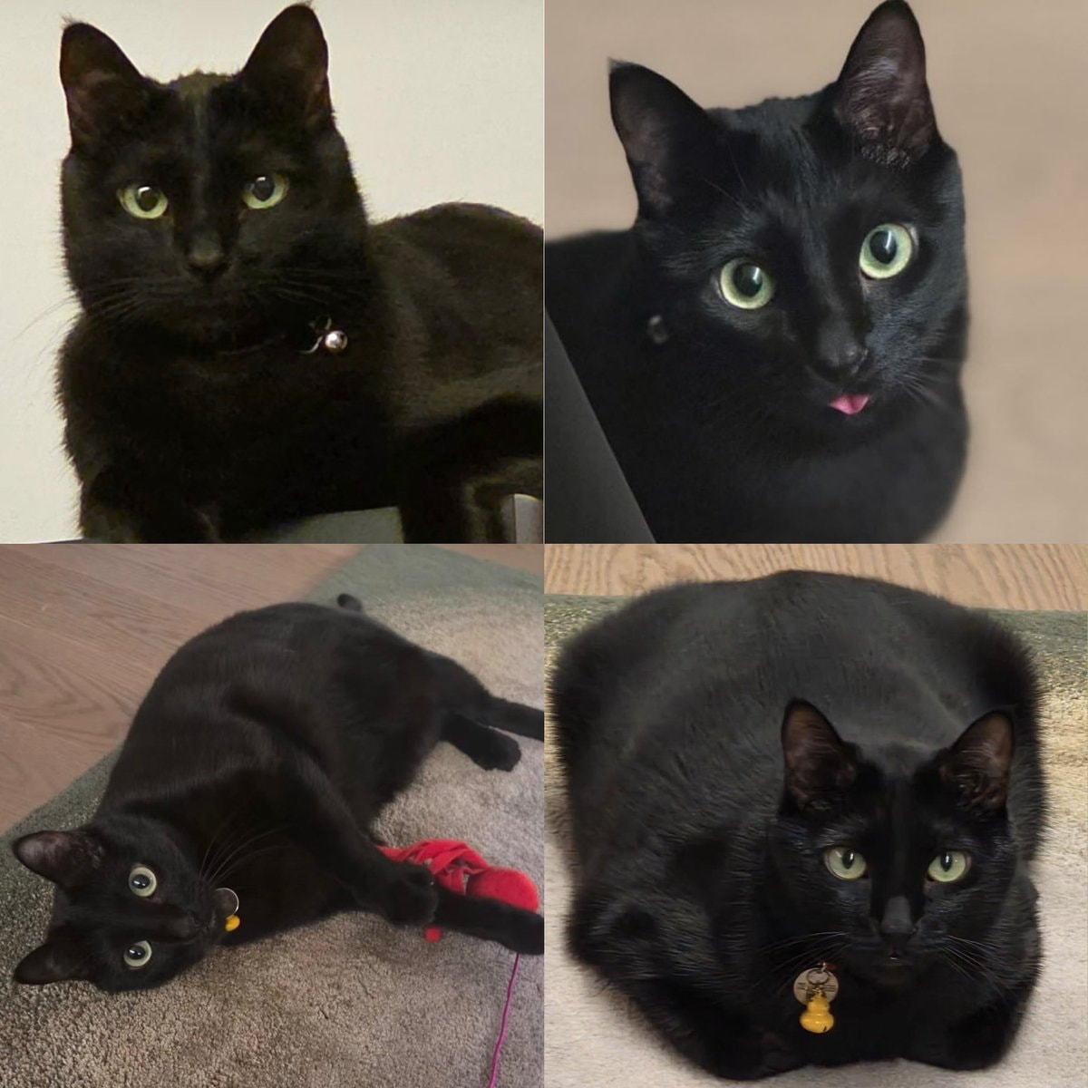 Yoongi Tangie National Black Cat Day
