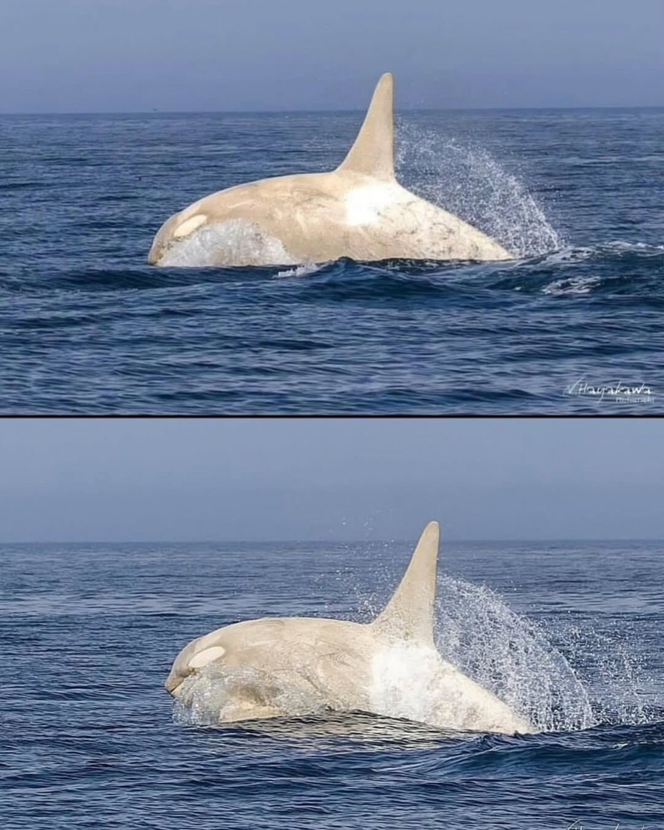 White orca off Japan coast