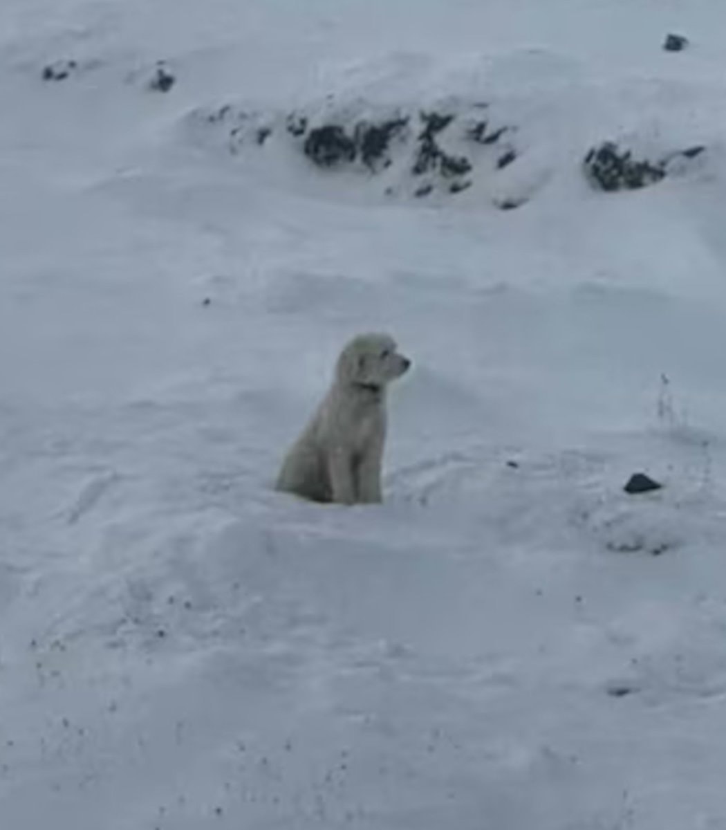 LouLou dog found after avalanche LouLou dog found after avalanche