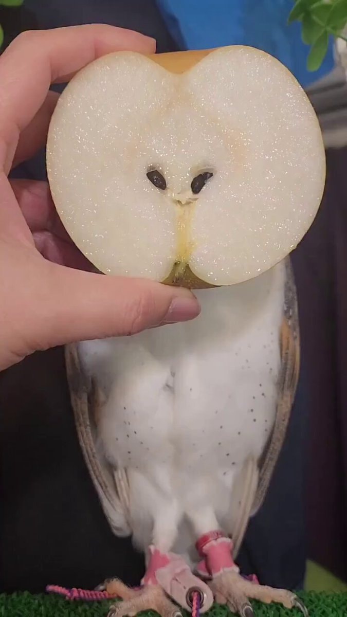 barn owl with pear