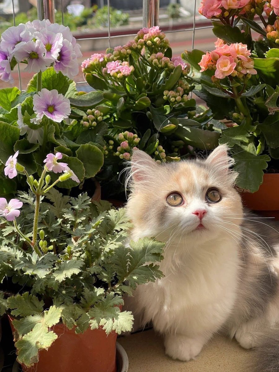 calico cat peeking from orange flowers (photo 2 of 4)