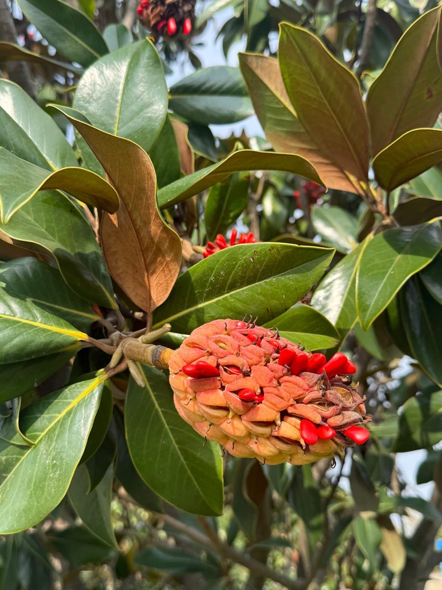 Magnolia seed pod with coral-like red seeds