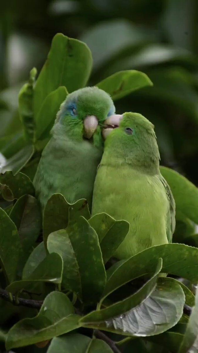 monogamous lovebirds