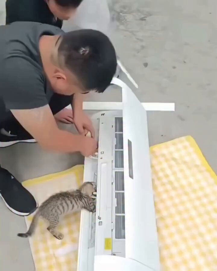 Kitten on air conditioner repair