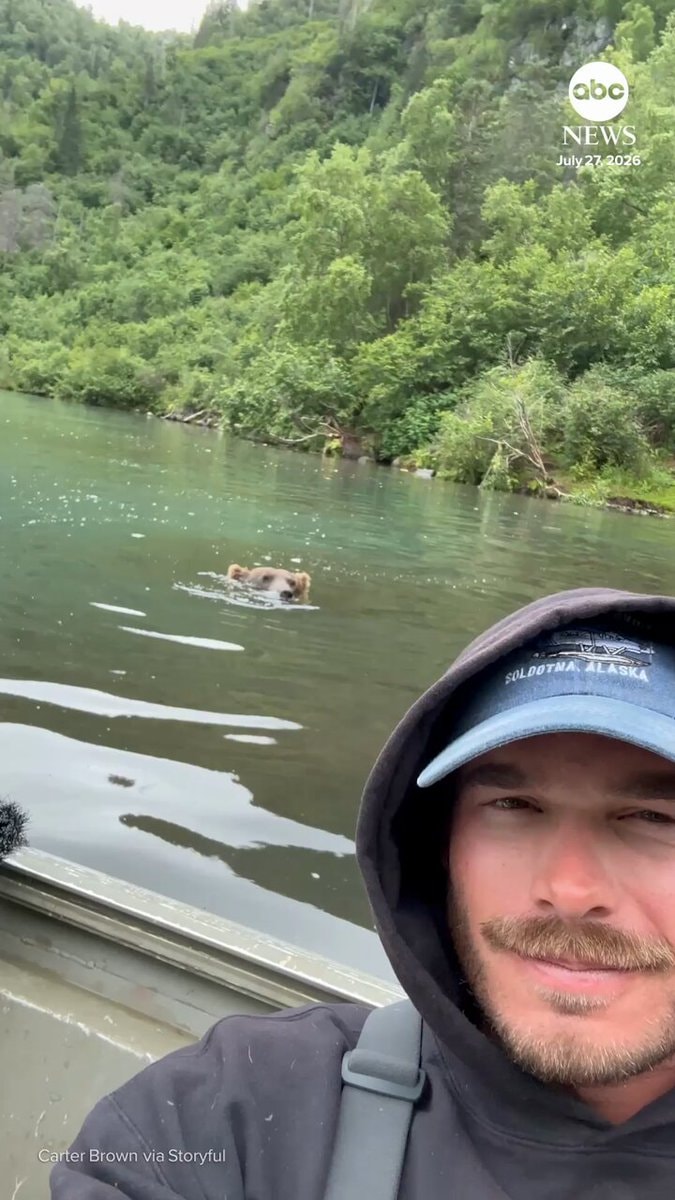 Grizzly bear catches salmon by boat in Alaska