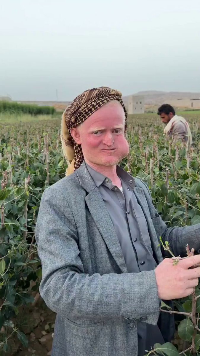 Yemen Khat Farmer Viral Harvest