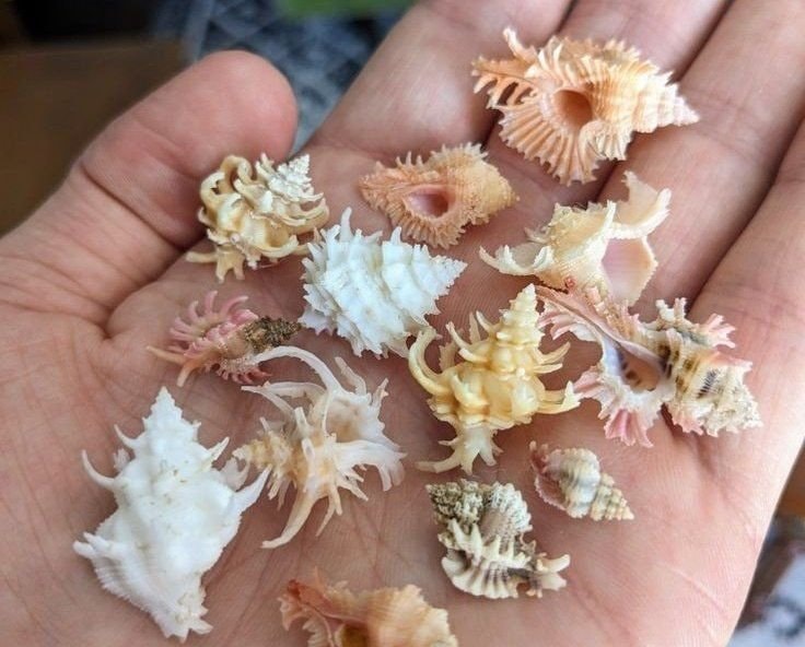beach finds in hand (photo 2 of 2)