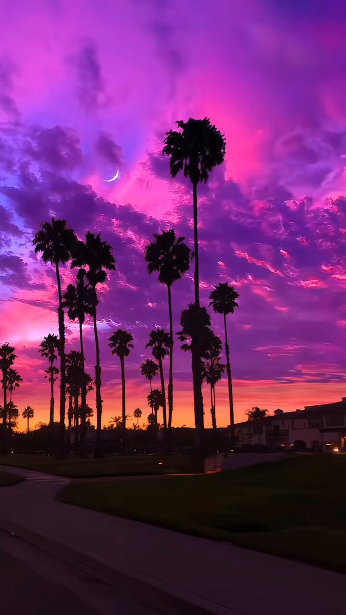 Sunset palms with crescent moon