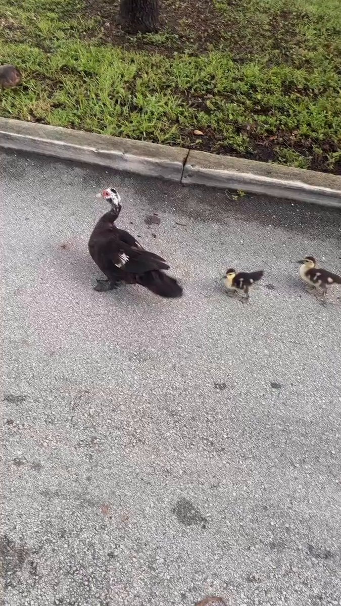 ducklings walking with mother duck