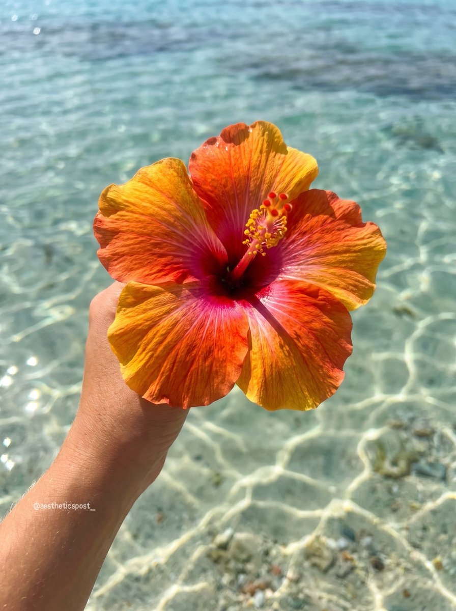 orange and pink hibiscus in shallow water