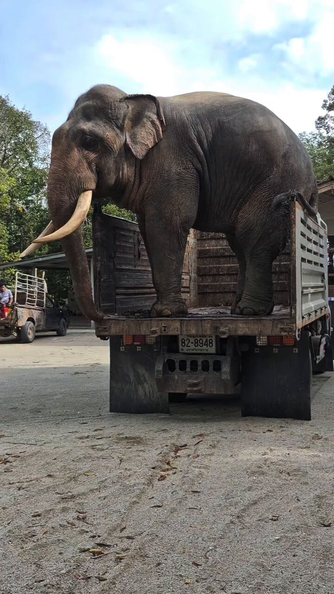 Elephant transport Thailand