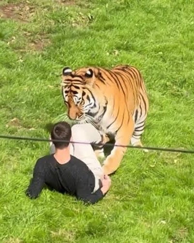 Yorkshire Wildlife Park tiger decision