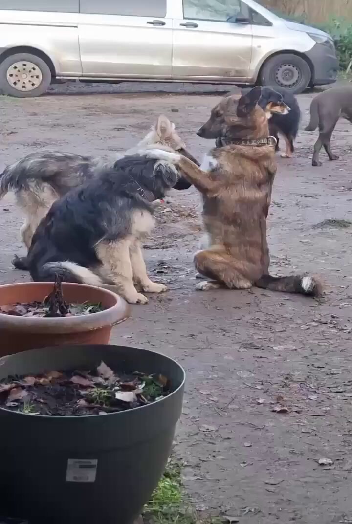 Dogs interacting
