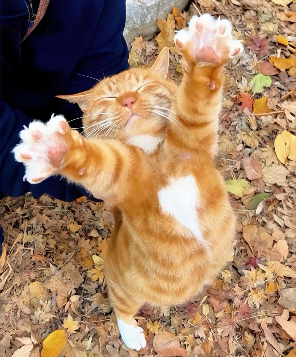 Orange tabby cat on autumn leaves 🥹