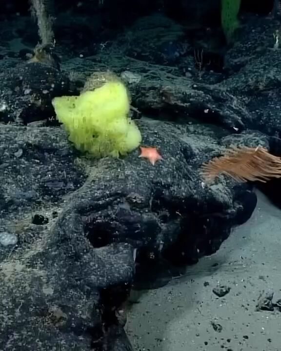 SpongeBob and Patrick deep sea