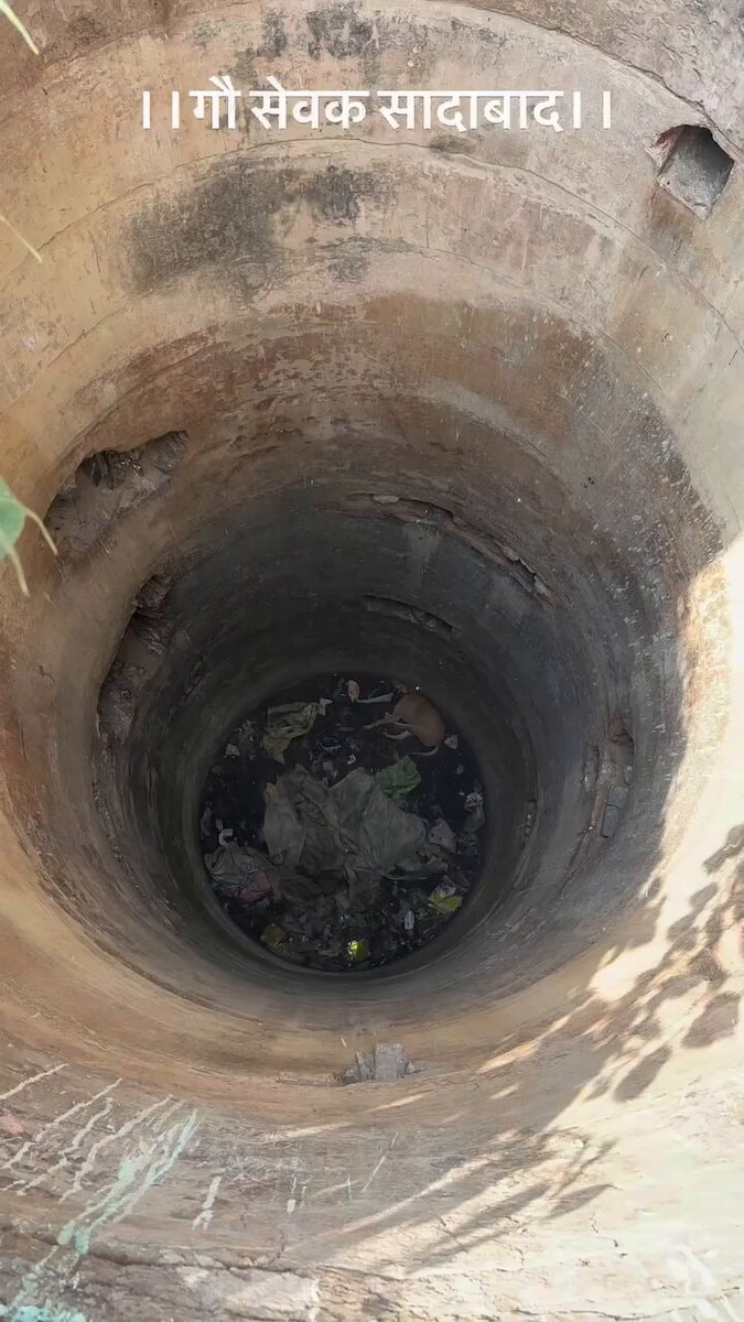 गौ सेवक सादाबाद rescue