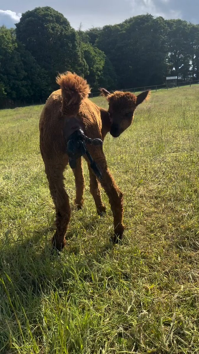 newborn alpaca with umbilical cord