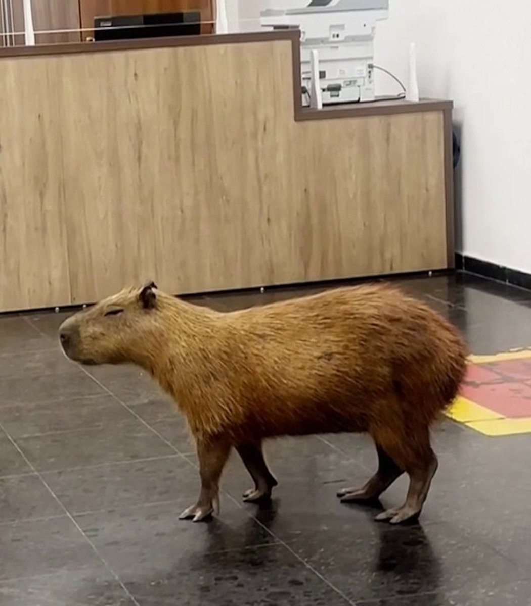 Capybaras wander into Brazil government building