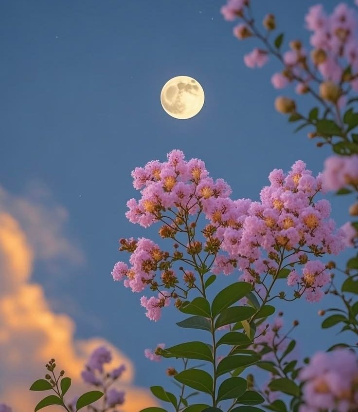 moon lover vibes (photo 3 of 3)