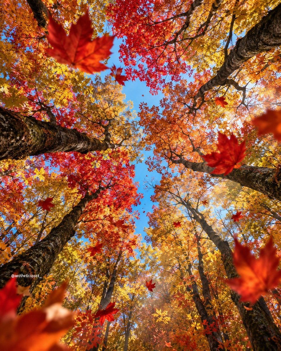 autumn leaves falling