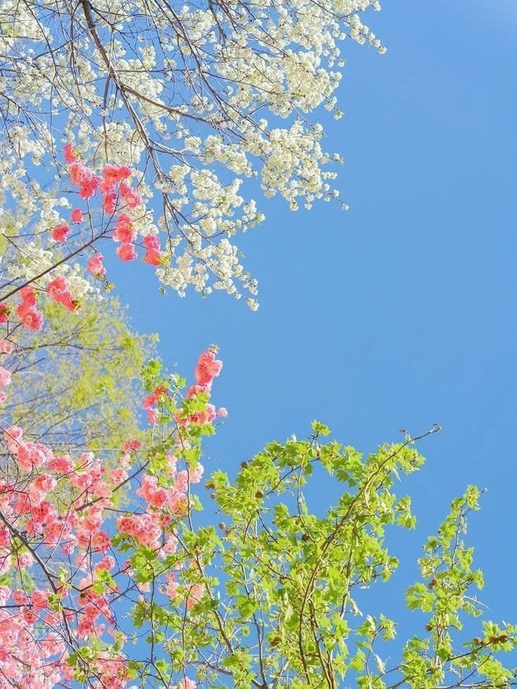 Cherry blossoms against blue sky (photo 2 of 2)