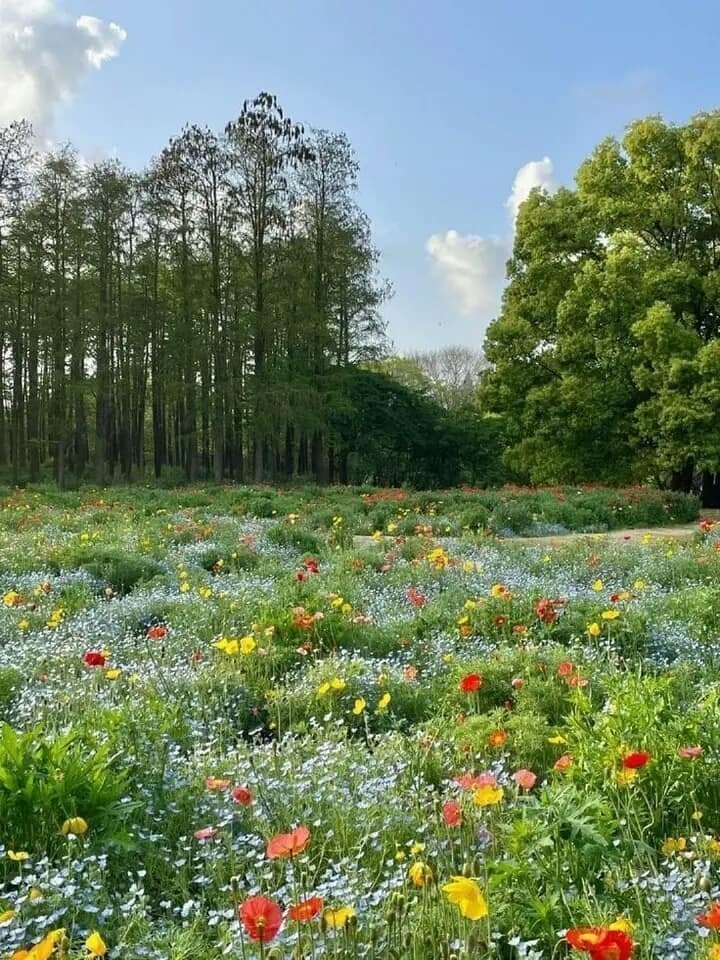 serene picnic meadow (photo 2 of 4)