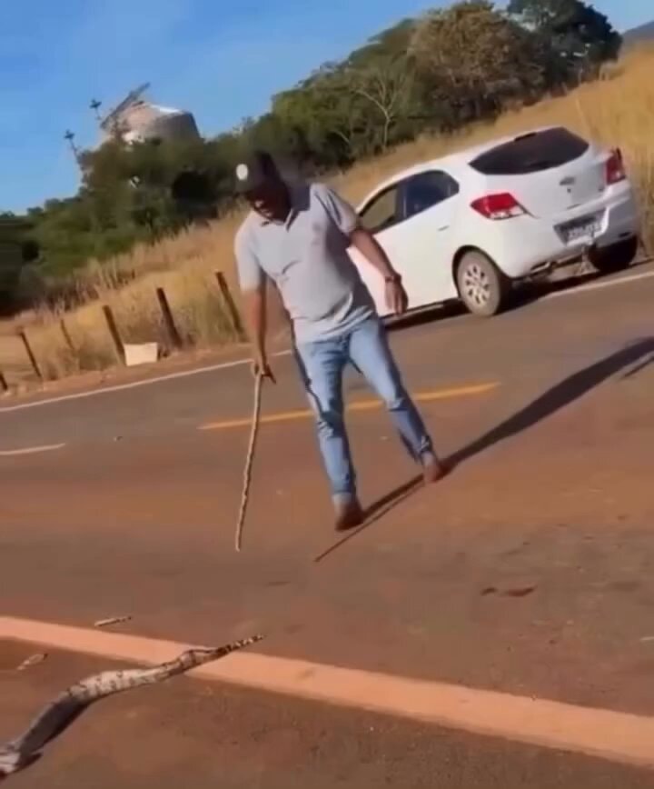 Man handling a snake on the road