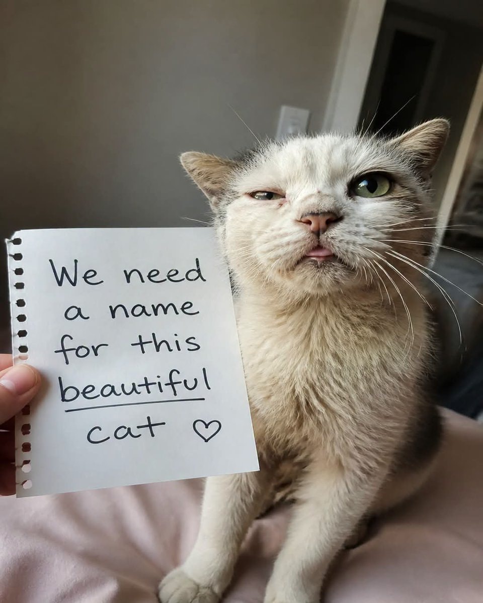 cat holding sign cat holding sign