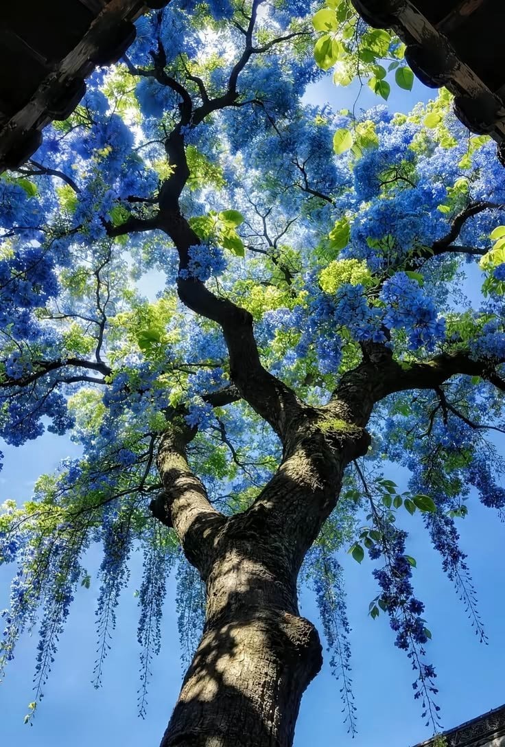 Blue flowering tree framed by dark eaves (photo 2 of 2)