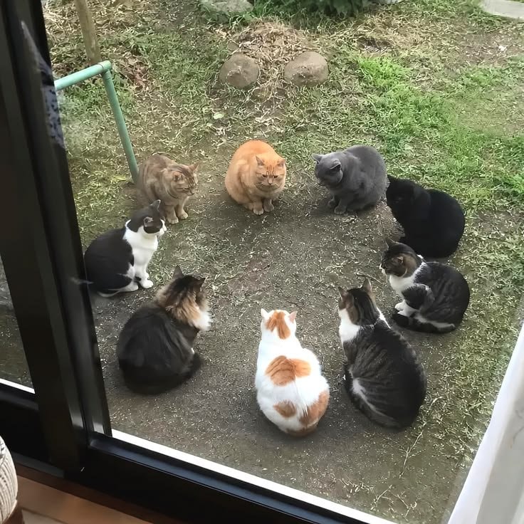 nine cats sitting in a circle