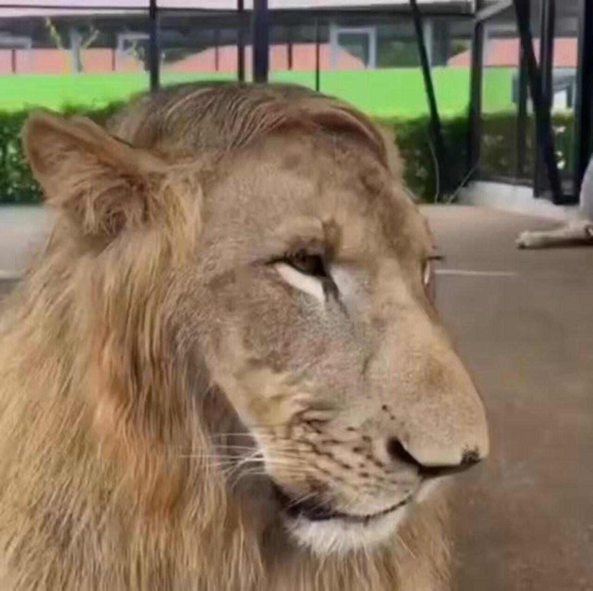 Lions without Ben Johnson