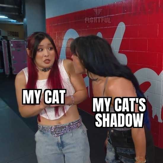 My cat my cat's shadow meme