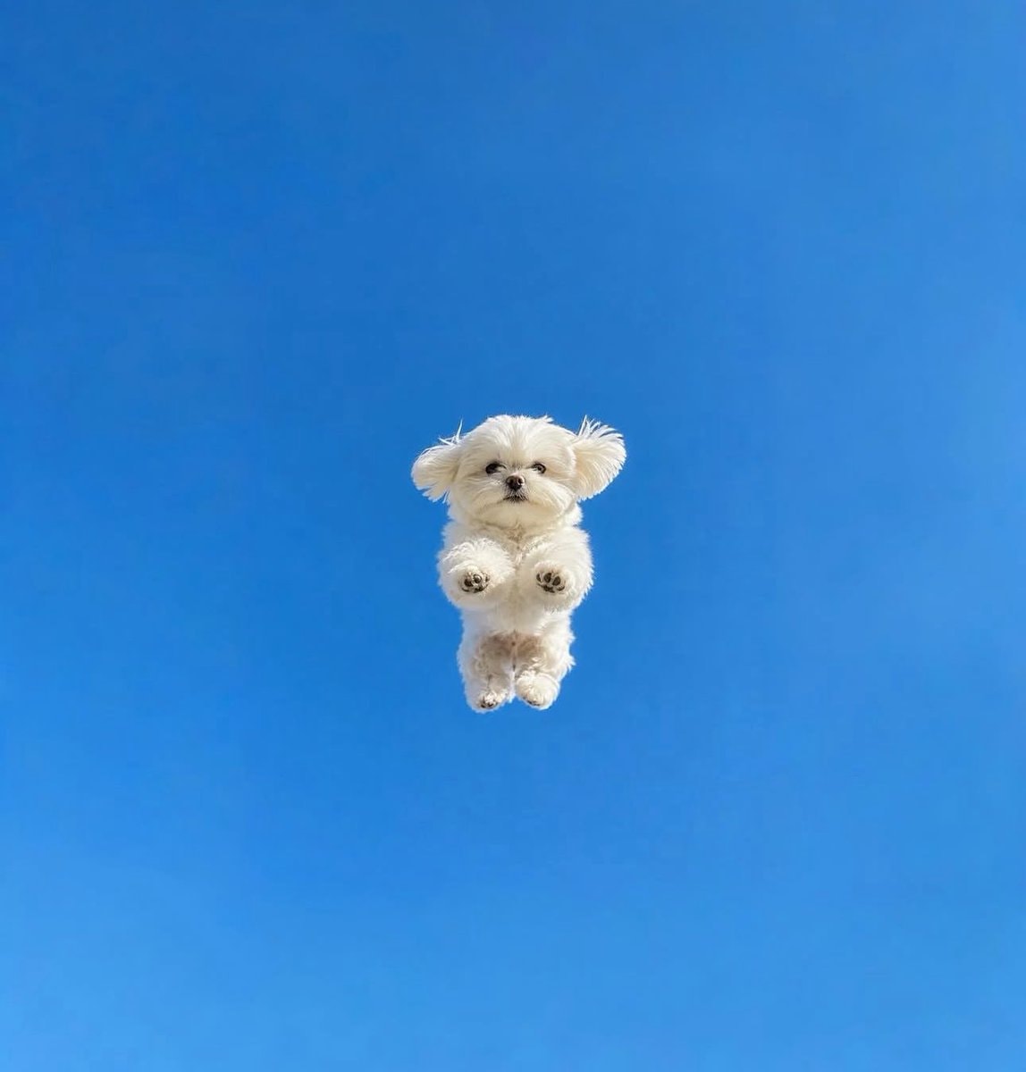 Playful Maltese dog jumping with strawberry scarf (photo 2 of 4)