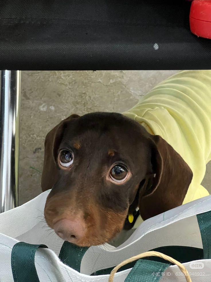 dachshund peeking from tote bag dachshund peeking from tote bag