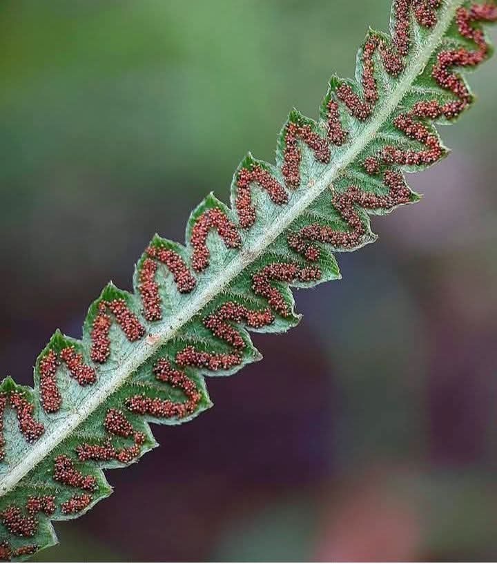 fern sporophylls spores fern sporophylls spores