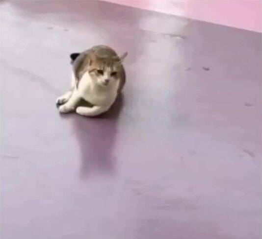 cat flip reaction