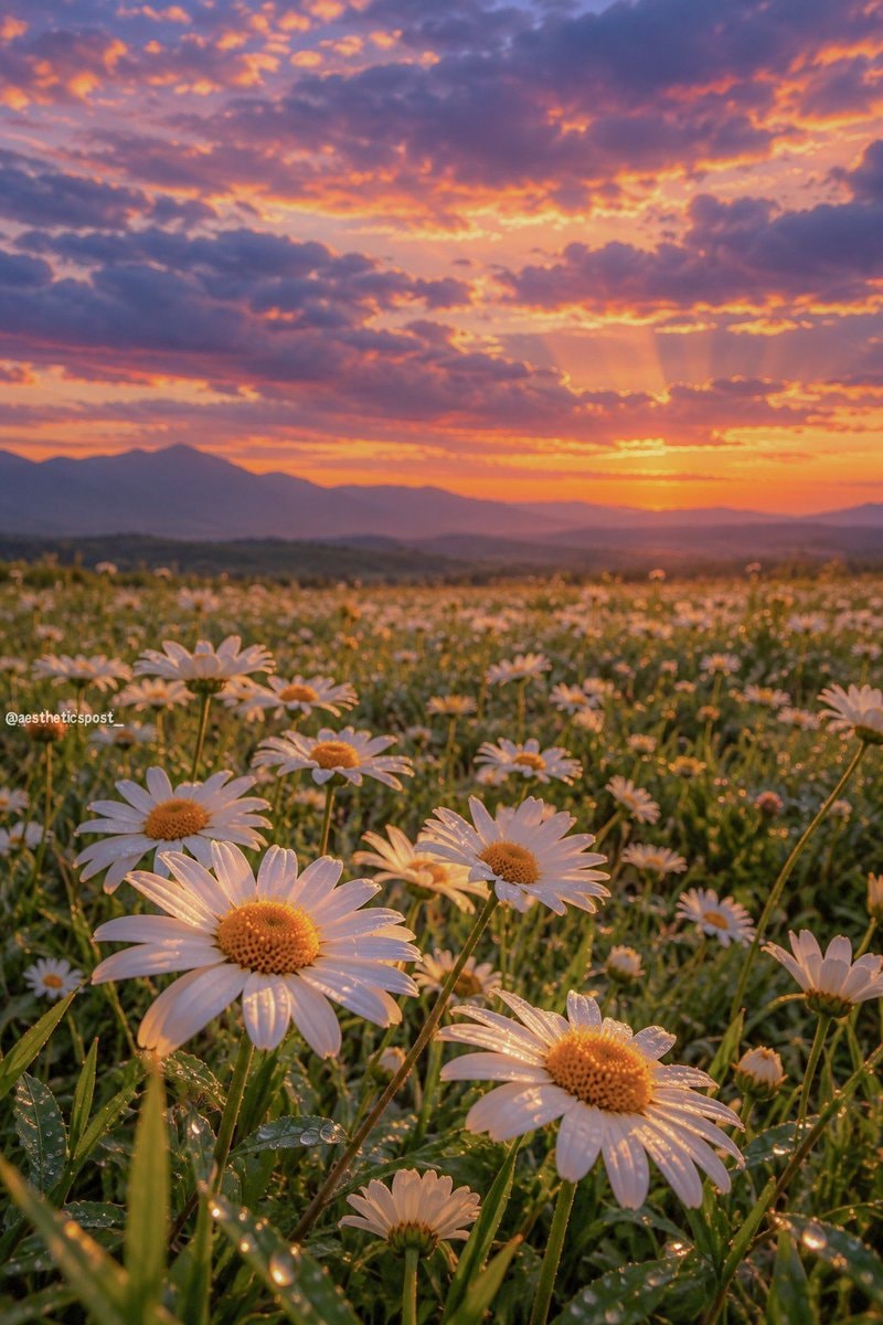 field of daisies at sunset