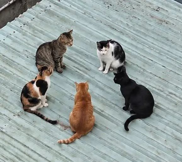 five cats on roof (photo 2 of 2)